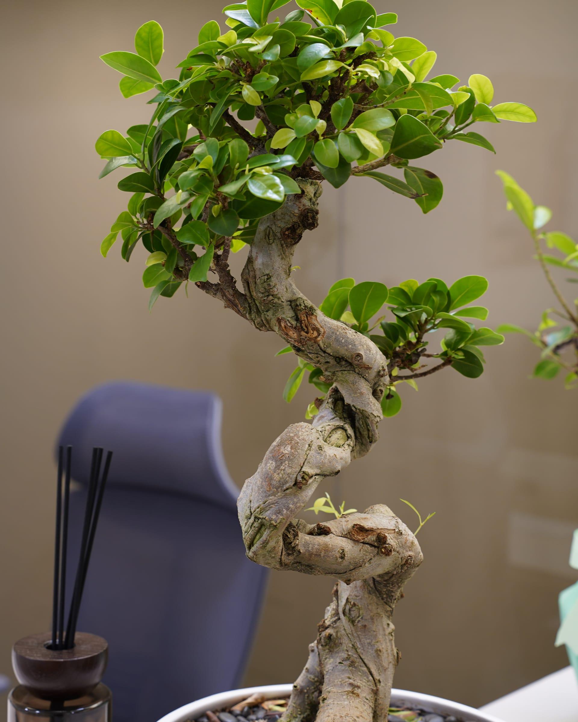 Bonsai tree on the reception counter at the Le Dermato clinic