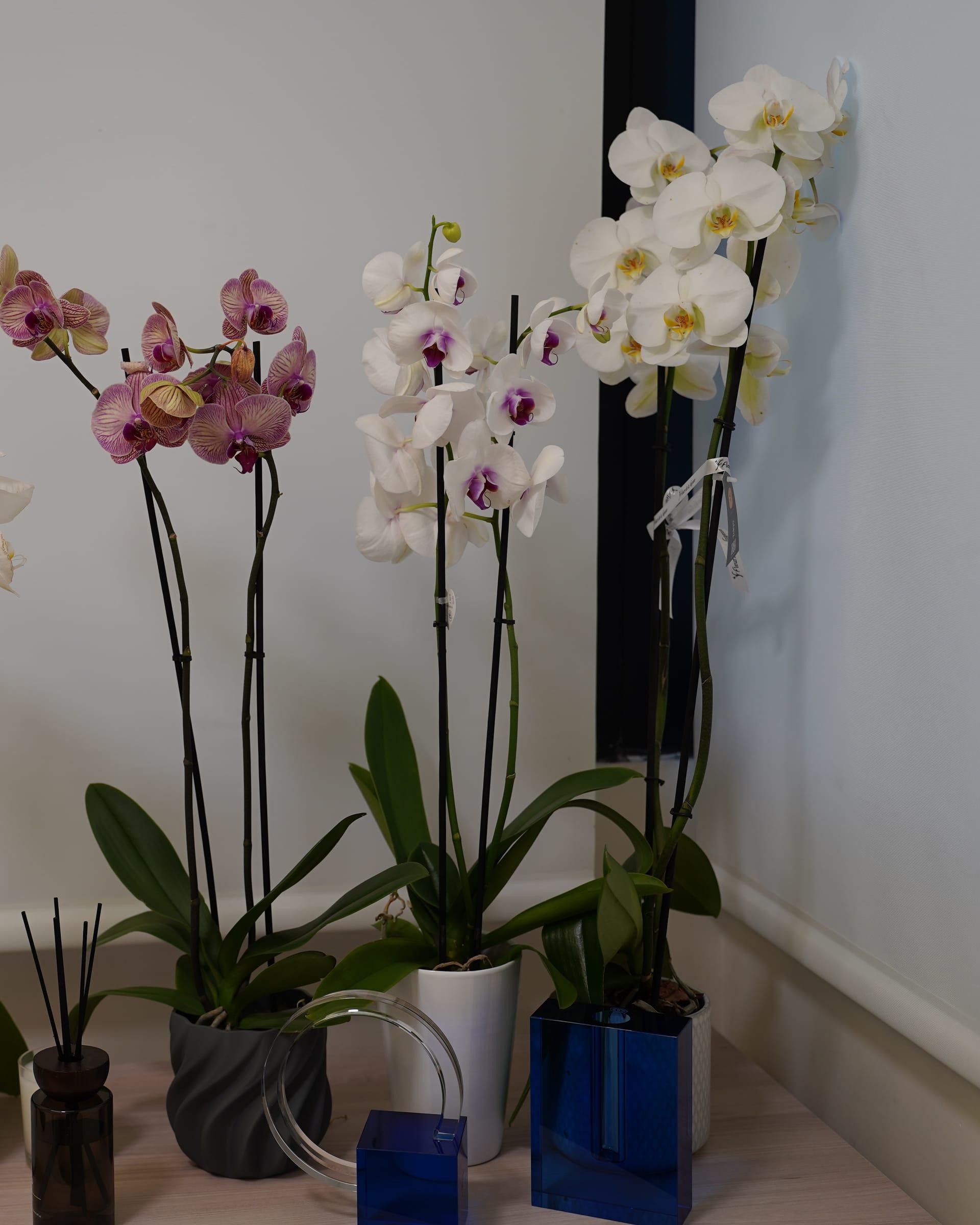 Orchids and a reed diffuser at the Le Dermato clinic